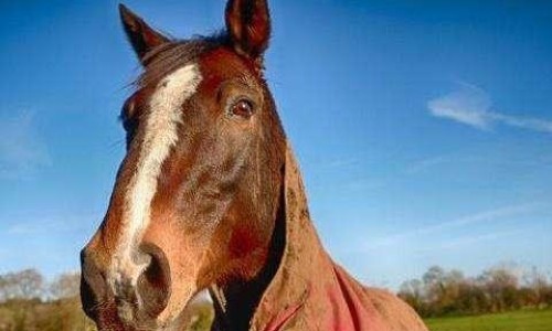 姜红枣蜂蜜的功效与作用-姜红枣鸡蛋水的功效网 - 姜红枣冲鸡蛋的功效,姜红枣鸡蛋水的功效和作用